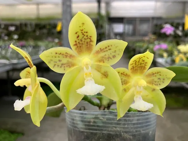 Phalaenopsis Joy Green Coral MC
