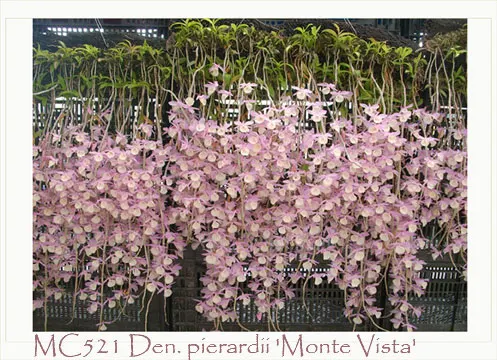 Dendrobium pierardii 'Monte Vista'