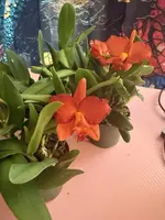 Cattleya Orchid Plant, Short Stem, Bare Root, Exotic Variety, Perfect for Collectors, Cattleya no Id