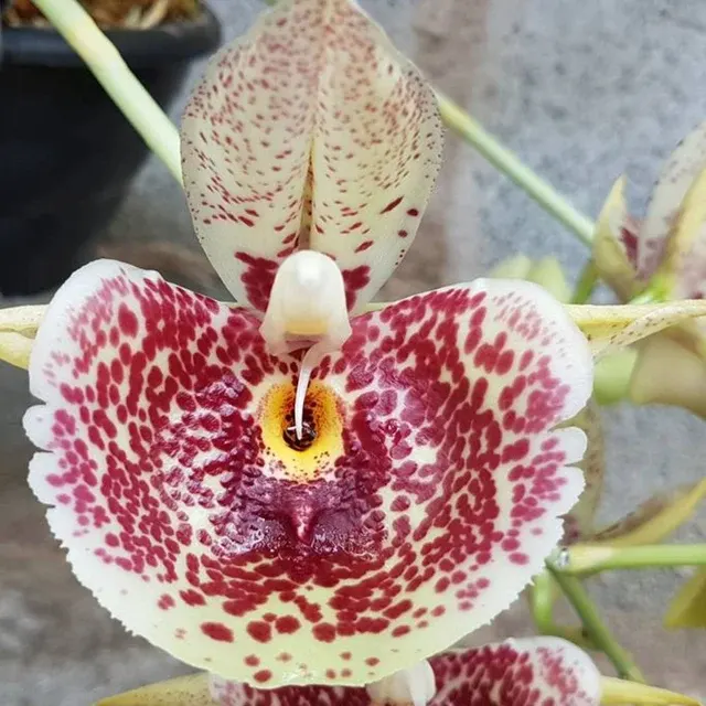 Catasetum Penang (Catasetum)