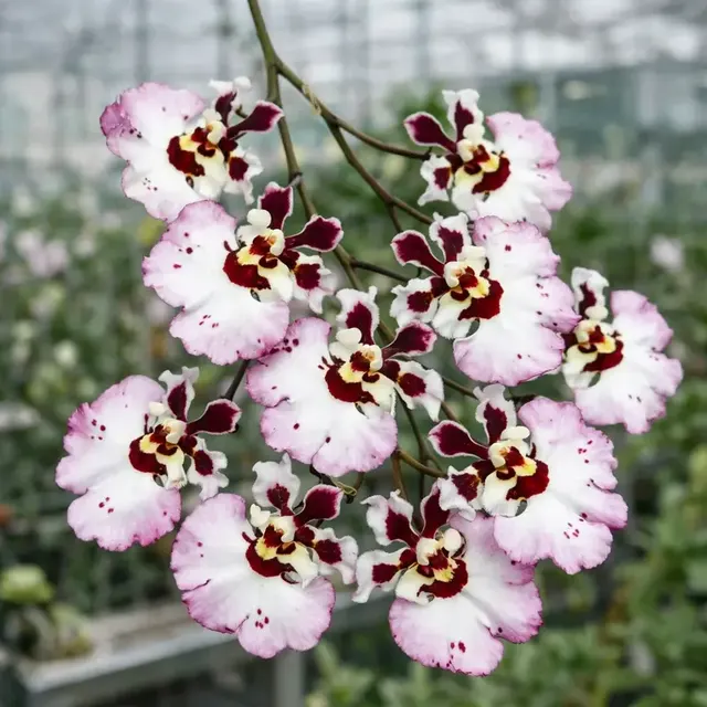 Tolumnia Flyer Pastel Pink (Tolumnia)