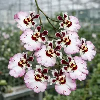 Tolumnia Flyer Pastel Pink