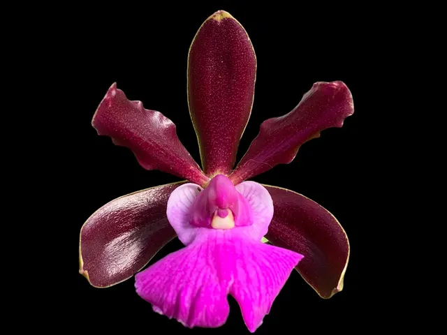 Cattleya aclandiae × sib 'Dark' (Cattleya)