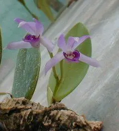Meiracyllium trinasutrum