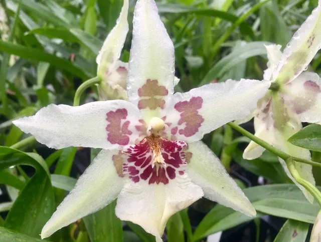 Aliceara Tahoma Glacier 'Sweet Sugar' (Aliceara)