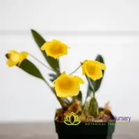 Dendrobium Ueang Phueng — 1.7" Pot Oversized / Without Spike