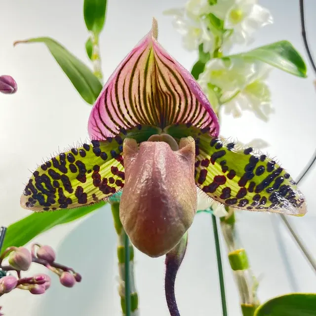 Paphiopedilum Wonderful Shadow 3in (Paphiopedilum)