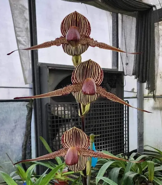 Paphiopedilum rothschildianum 'Black Panther' (Paphiopedilum)
