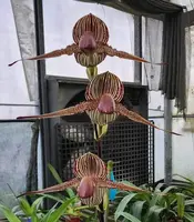 Paphiopedilum rothschildianum ('Black Panther' x 'Ho #2')