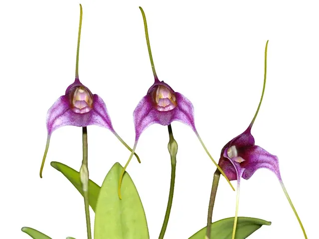 Masdevallia chaparensis 'Gigi'