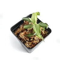 Aspidogyne Argentea (Silver Aspidogyne), Jewel Orchid, Silver Veins Leaf