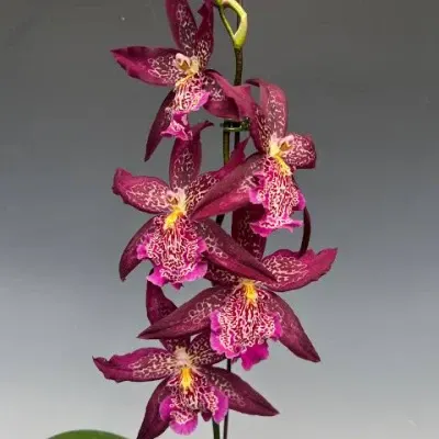 Beallara Marfitch S Dream' AM/AOS 'Howard' (Beallara)