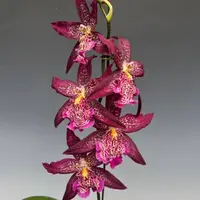Beallara Marfitch 'Howard's Dream' AM/AOS