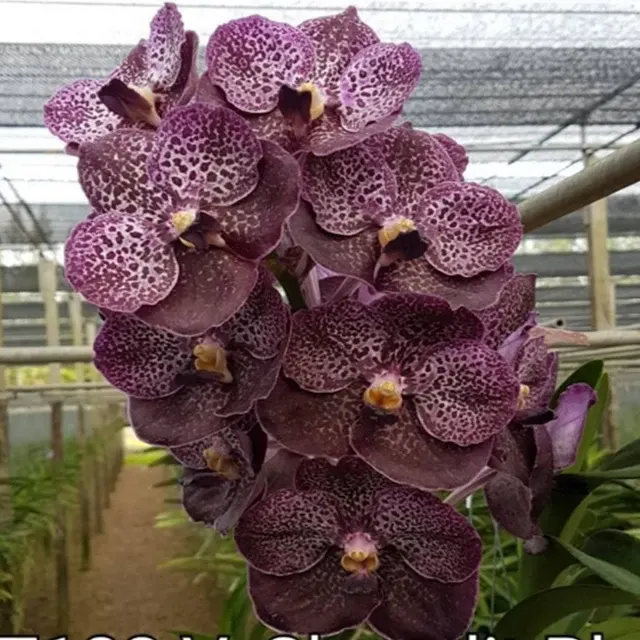 Vanda Chavalit Black (Vanda)