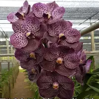 Vanda Orchid Chavalit Black Mature - Ready To Flower