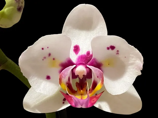 Phalaenopsis Happy Mark x Amabilis Peloric