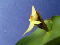 Pleurothallis radula