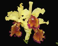 Cattleya dowiana fma aurea 'Net Dream' | NBS to BS