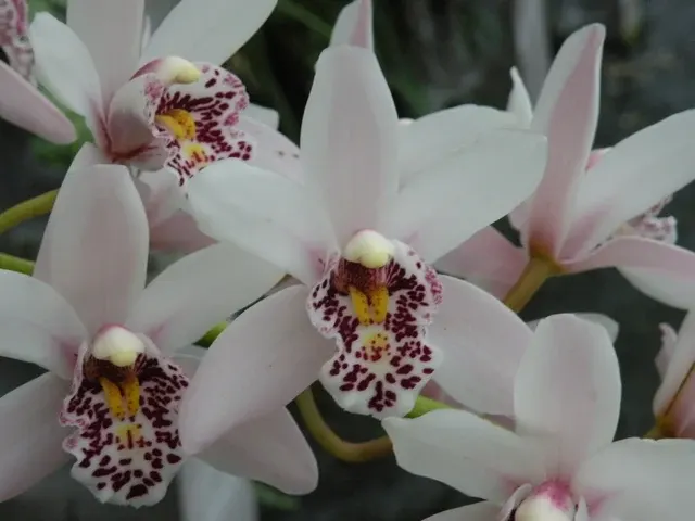 Cymbidium Sweetheart Sensation