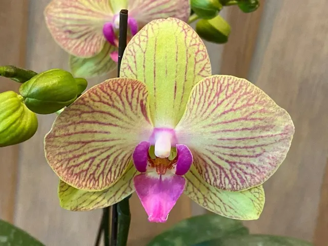 Phalaenopsis Shulong Emerald