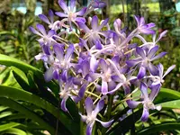 Vanda Lou Sneary 'Blue'