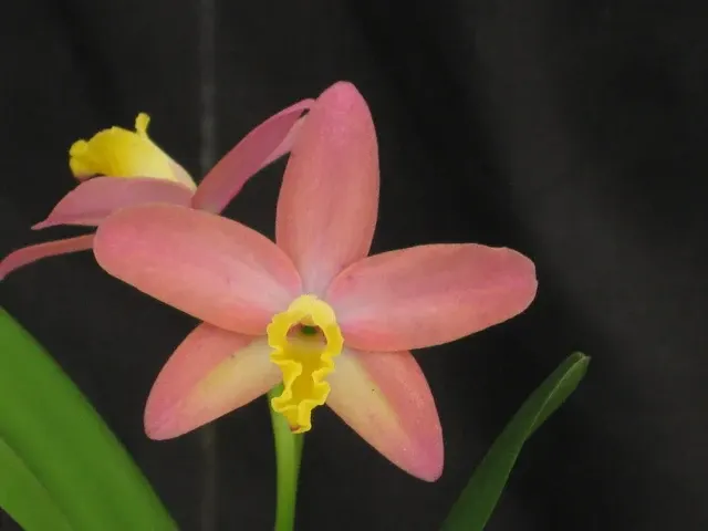 Cattleya Mini Beau 'Sister' (Cattleya)