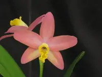 Cattleya Mini Beau