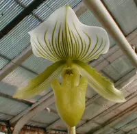 Paphiopedilum MAUDIAE — Blühfähige Pflanze