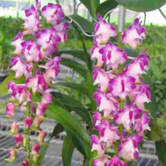 Aerides lawrenceae sp (Aerides)
