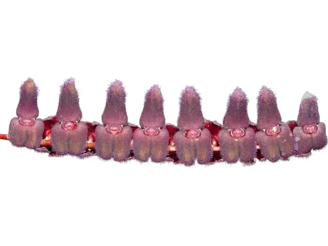 Stelis adrianae