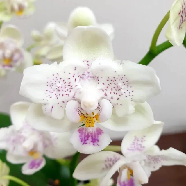 Phalaenopsis Younghome Lucky Star '0020'