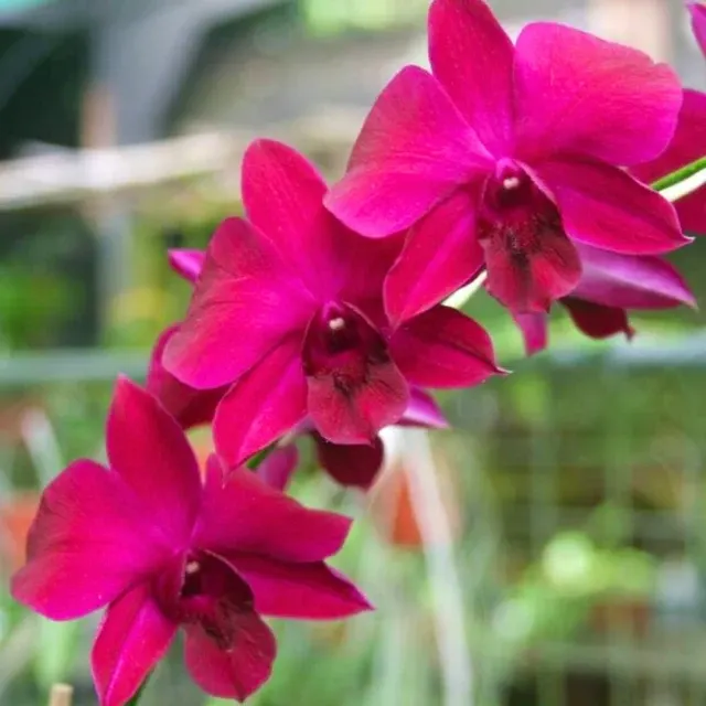 Dendrobium Supernova Red (Dendrobium)