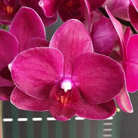 Phalaenopsis I Hsin Pixie Reds