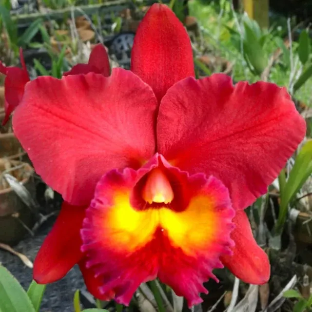 Rhyncholaeliocattleya Chialin Red Sun