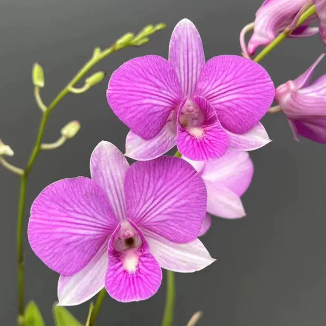 Dendrobium Pink Butterfly Stripe