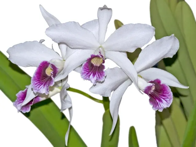 Cattleya purpurata uba tuba (Cattleya)