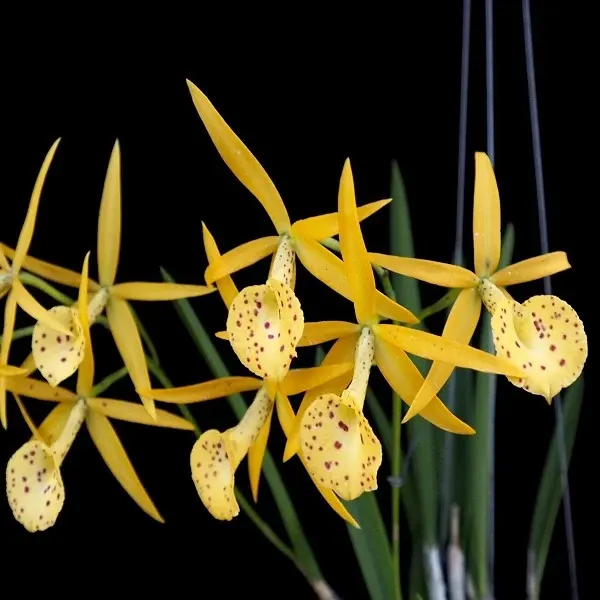 Brassavola Yellow Bird (Brassavola)