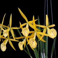 Brassavola Yellow Bird