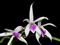 Leptotes bicolor