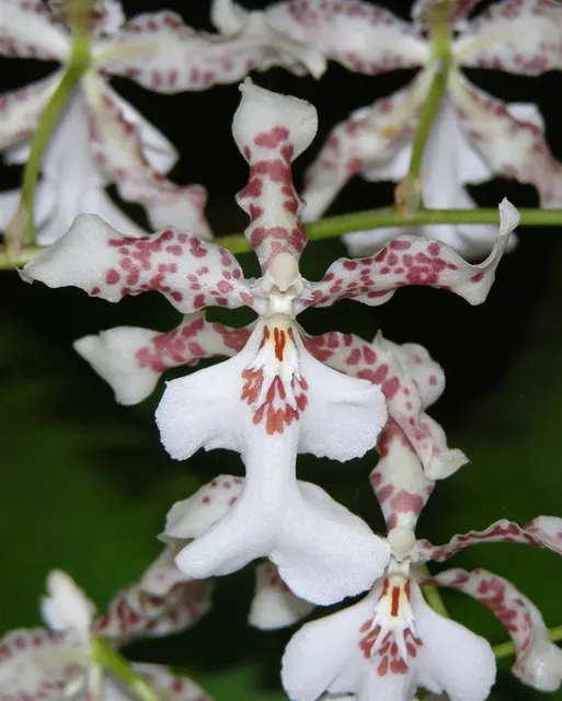 Oncidium Speckled Spire 'Snowflake'