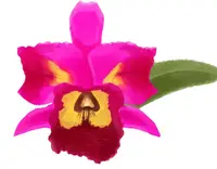 Cattleya Rlc. Dick Smith ‘Dark Beauty’