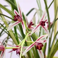[Bare-root][Import AS-IS] #CC# Cym. dayanum f. variegata 小松蘭錦 [BS/3GRS][Sept Preorder 26]