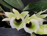 Eurychone rothschildiana (2 plants)