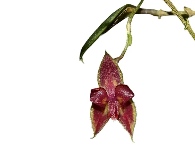 Lepanthes calophlebia