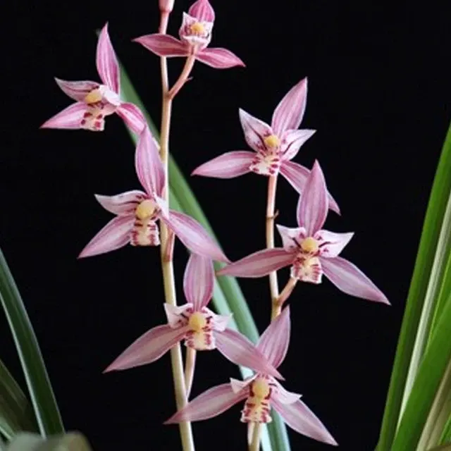 Cymbidium ensifolium 'Hong Niang' (Cymbidium)