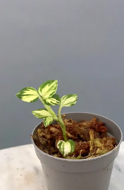 Goodyera schlechtendaliana 'Inner Variegated' (Goodyera)