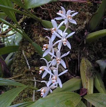 Coelogyne swaniana (Coelogyne)