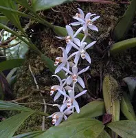 Coelogyne swaniana