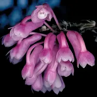 Dendrobium erosum sp.