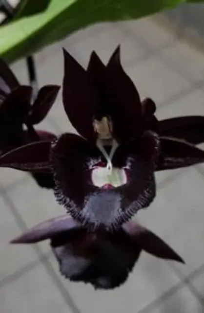 Catasetum Giulietta